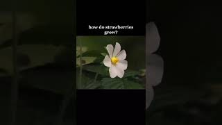 Growing of strawberries experiment NewIndianera PhysicsWallah 12thsciencenotes [upl. by Bernhard]