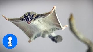 SUGAR GLIDERS Flying  Funny amp Cute Compilation [upl. by Ahsehyt]