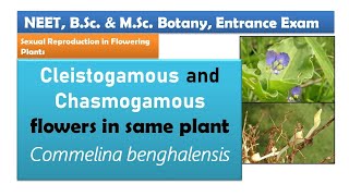 Cleistogamy and Chasmogamy in Commelina benghalensis  Pollination [upl. by Lacey]