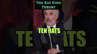 The Rat King Theory JordanBPeterson [upl. by Bonina122]