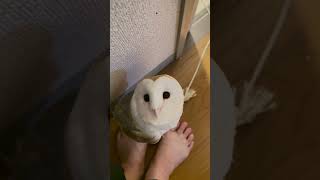 やっぱり逃げないの？ owl フクロウの鳴き声 coruja 올빼미 [upl. by Odelle]