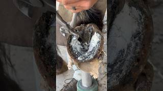 Trimming super overgrown horse hoof farrier satisfying asmr [upl. by Nagaek]