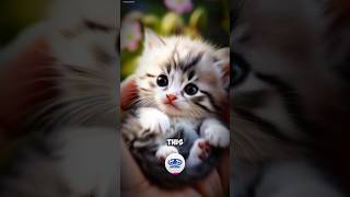 The Most Adorable Cat Youll Ever See cats cutecats catvideos aivideo [upl. by Ilse]