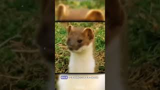 animalsfacts l The stoat  a fearless acrobat and rabbit hunter  Intresting fact about stoat l [upl. by Laius156]