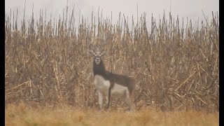 Sudamerican Outfitters  Blackbuck Hunt  Caza de Antílope de la India [upl. by Nagaer]