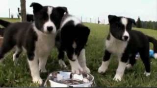 Dogs 101 Karelian Bear Dog [upl. by Eiramanna]