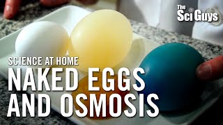 The Sci Guys Science at Home  SE1  EP14 The Naked Egg and Osmosis [upl. by Eyllom974]