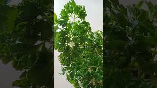 ARALIA PLANT Growth Update amp Experience [upl. by Forbes928]