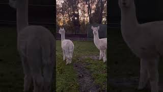 Alpaka evening alpacalove alpaca nature cute farmlife denmark [upl. by Garibull]