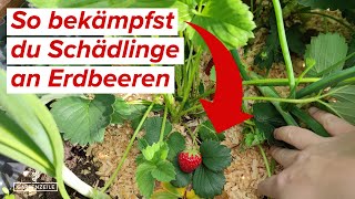 Schädlinge an Erdbeeren bekämpfen und vorbeugen Blattläuse Spinnmilben amp Weiße Fliege [upl. by Mukerji5]