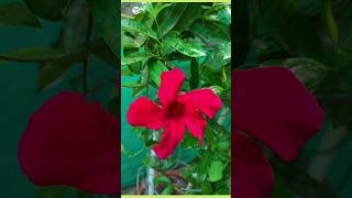 Mandevilla lowlightflowerplant plantinfo garden [upl. by Prevot]