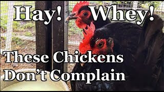 Will Chickens Drink Whey What To Do With Cheese Byproduct [upl. by Irollam]