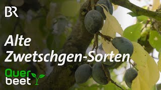 Alte Zwetschgensorten mit Rezept Zwetschgenmus [upl. by Aihsema]