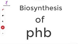 PHB biosynthesis [upl. by Novyak]