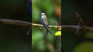 鬚樹燕小鬚鳳頭樹燕Whiskered Treeswift [upl. by Dickerson]