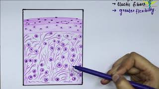 Bone elongation  processes at the epiphyseal plate [upl. by Keenan]