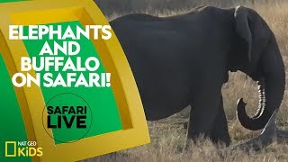 Elephants and Buffalo on Safari  Safari Live [upl. by Panthea]