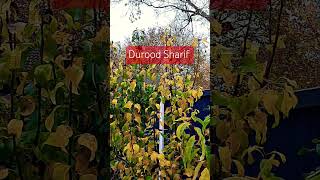 🕋🇬🇧Durood Sharifsalawat ukvlog arabic explore music [upl. by Naquin]