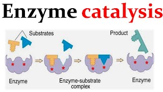 Enzyme catalysis mechanism [upl. by Beitz]