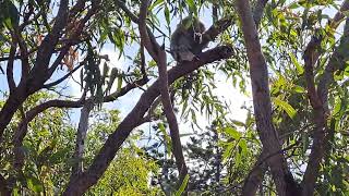 Koala Magnetic Island Australien [upl. by Sy]