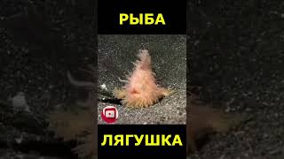 Волосатая рыба лягушка \ Antennarius striatus \ Hairy frogfish это интересно [upl. by Spatz]