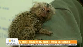 Filhotinhos de sagui recebem cuidados especiais no Orquidário [upl. by Galligan]