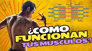 como funciona la contraccion muscular en el ejercicio [upl. by Enyrehtak]