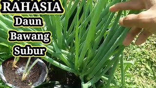 Tips Cara Tanam Daun Bawang Agar Tumbuh Subur [upl. by Yecal582]