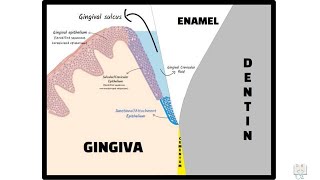 Junctional Epithelium Dentogingival Junction [upl. by Placia]