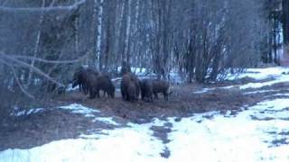 Wild boars dinner in Latvia [upl. by Clute995]