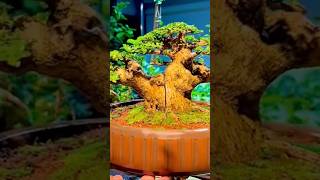 Beautiful Bonsai Works🌳🌲💥499shorts shortsvideo beautifulbonsai art khuebonsai🥰❤️ [upl. by Maxa]