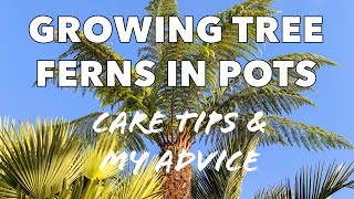 Growing Tree Ferns in Pots amp Containers  Care Tips amp My Experiences [upl. by Uuge]