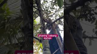 durian berbunga lebat pruningduriandimusimhujan [upl. by Mays]