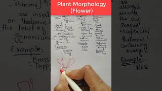 Flower Morphology Insertion of Floral Leaves on Thalamus Plant Morphology [upl. by Osgood]