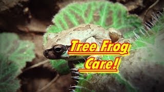 Tree Frog Care [upl. by Japheth]