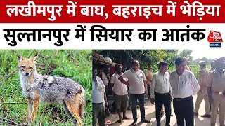 Wolf के बाद अब Jackal का आतंक Sultanpur में मां के साथ सोई मासूम को उठा ले गया आदमखोर  Aaj Tak [upl. by Nikkie]