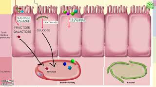 Digestion and Absorption of Carbohydrates  Proteins and Fats [upl. by Clint]