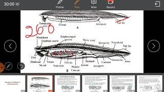 Branchiostoma pharynx structure [upl. by Aleahs368]