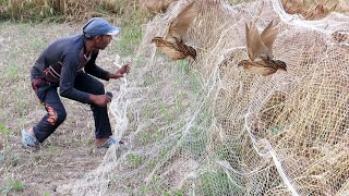 Easy net hunting of quail  Uncovering the past hunting  Raptors Today [upl. by Ronalda]