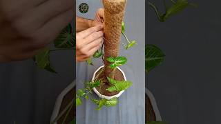 How to Make Moss Stick for Syngonium Plant shorts diy garden tips [upl. by Aleekat]