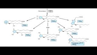 Autacoids and Autacoid Antagonists By Dr Alostaالاتوكويدس ومضاداتها [upl. by Enirehtakyram99]