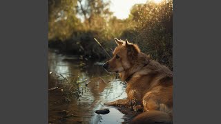 Río Relajante Para Perros Tranquilos [upl. by Hendel]