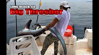 Thresher shark fishing caught out of Long Beach California [upl. by Rbma162]