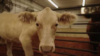 Arizona National Livestock Show Barns JG Cattle amp Coaching [upl. by Banwell]