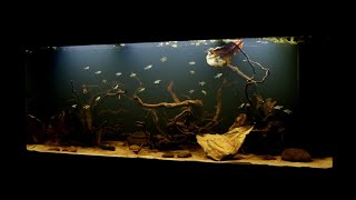 New Blackwater Fish Tank Setup  Juwel Rio 450 LED [upl. by Latt]