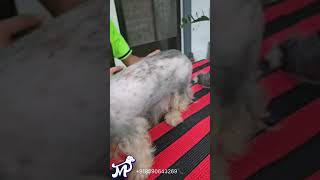 From scruffy to stunning 🐾 Watch this Lhasa Apsos full grooming transformation 8590643269📞 [upl. by Oremodlab]