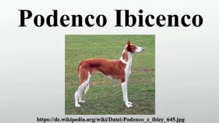 Podenco Ibicenco [upl. by Carin488]