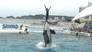 Orca Performances at Kamogawa Sea World Oct 2023 [upl. by Ivanah]