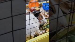 Hamara guinea pig 4 sal ka Ho Gaya hai 😍😍 HAPPY Dipawali 😍 guineadad cavy minivlog vlog [upl. by Ahsilek]