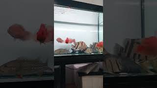 Ikan predator fish fishing aquarium predatorfish viralvideo shortvideo [upl. by Hatty591]